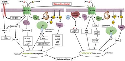 Gastrin, Cholecystokinin, Signaling, and Biological Activities in Cellular Processes